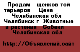 Продам 3 щенков той-терьеров. › Цена ­ 5 000 - Челябинская обл., Челябинск г. Животные и растения » Собаки   . Челябинская обл.